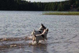 IMG 0642